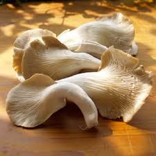 Oyester Mushrooms