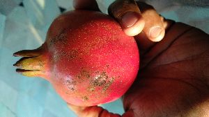 Fresh Pomegranates