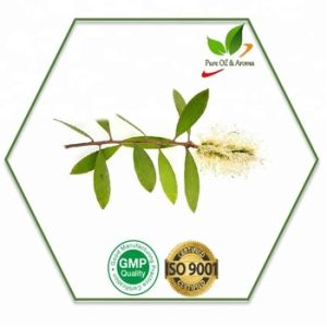 Cajeput Essential Oil