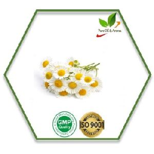 Chamomile Essential Oil