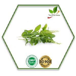 Holy Basil Essential Oil