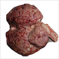 Buffalo Brain Meat