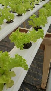 Hydroponic produced lettuce