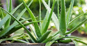 Aloe Vera Plant