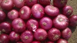 natural onion