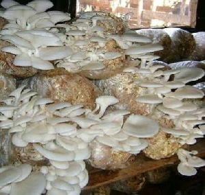 Fresh Oyster Mushroom Spawn