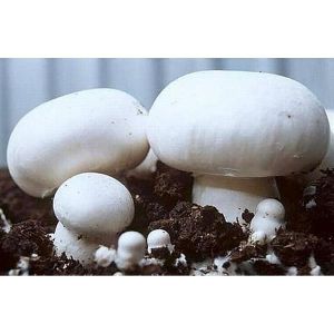White Button Mushroom Spawn