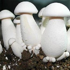 white milky mushroom