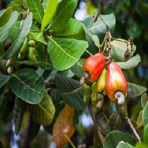 Raw Cashew