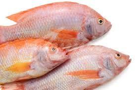 Tilapia Fish