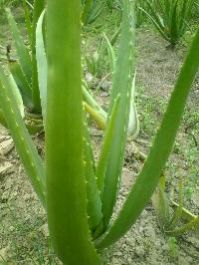 aloe vera leafs