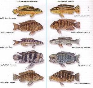 Cichlid Fish