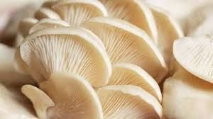 Oyster Mushroom