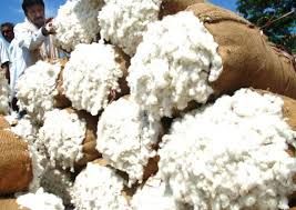 Raw Cotton Bale