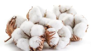 Indian Organic Raw Cotton