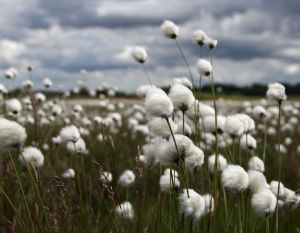 Indian Virgin Raw Cotton