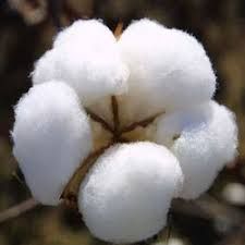 white raw cotton