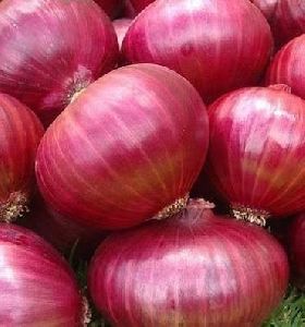 Large Red Onion