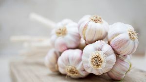 Fresh Garlic