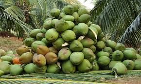 Green Coconut