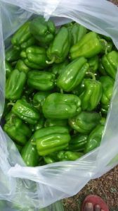 Green Capsicum