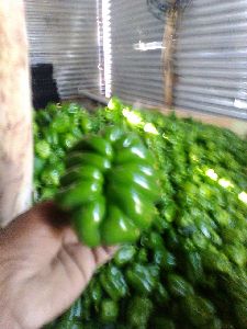 Green Capsicum1