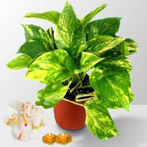 Rolling Nature Auspicious Ganesha and Money Plant in Brown Pot