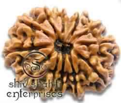 12 Mukhi Rudraksha