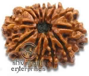 13 Mukhi Rudraksha