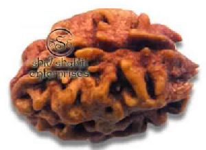 2 Mukhi Rudraksha