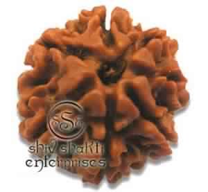 7 Mukhi Rudraksha