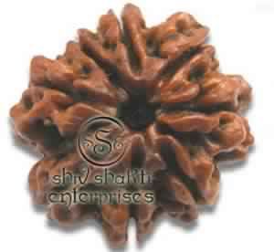 8 Mukhi Rudraksha