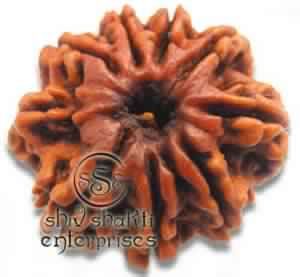 9 Mukhi Rudraksha