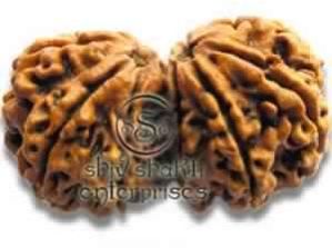 Gauri Shankar Rudraksha