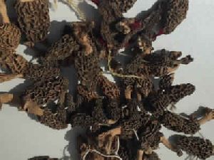 Dry Morels (Morchella/ Guchhi) Dry Wild Black Mushroom