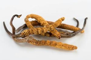 cordyceps