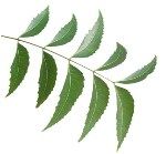 Neem leaves and Powder