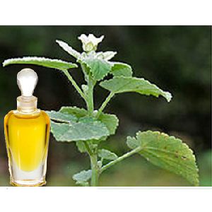 Ayurveda Bala Massage Oil