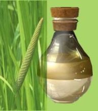 Calamus absolute oil