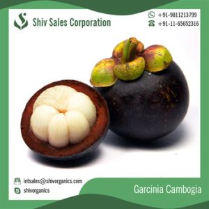 Garcinia Cambogia Extract