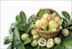 Garcinia Extract