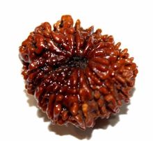 13 Mukhi Rudraksha