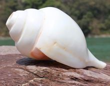 Blow Conch Shell Hindu Prayer Spiritual Buddhism