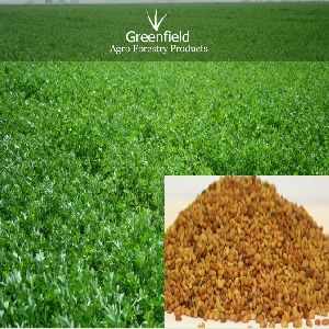 Alfalfa Grass Seeds