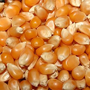 Popcorn Seeds