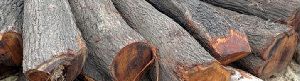 Prosopis Juliflora Wood ( Seemai Karuvel )