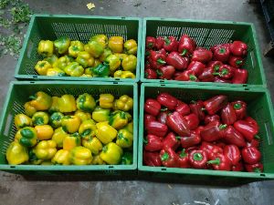 Fresh Capsicum