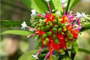 Rauwolfia Serpentina Plant