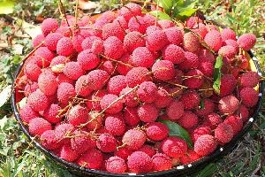 Fresh Lychee