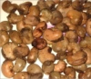 Raw Cashewnut